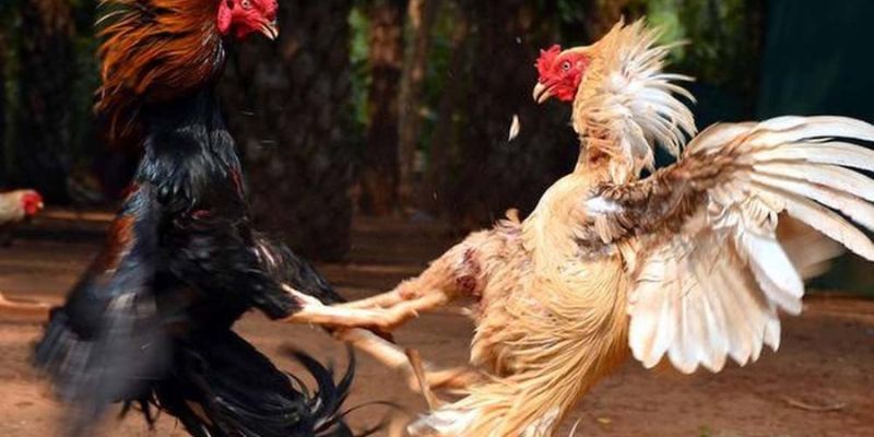 Ưu điểm của kèo đá gà trực tiếp